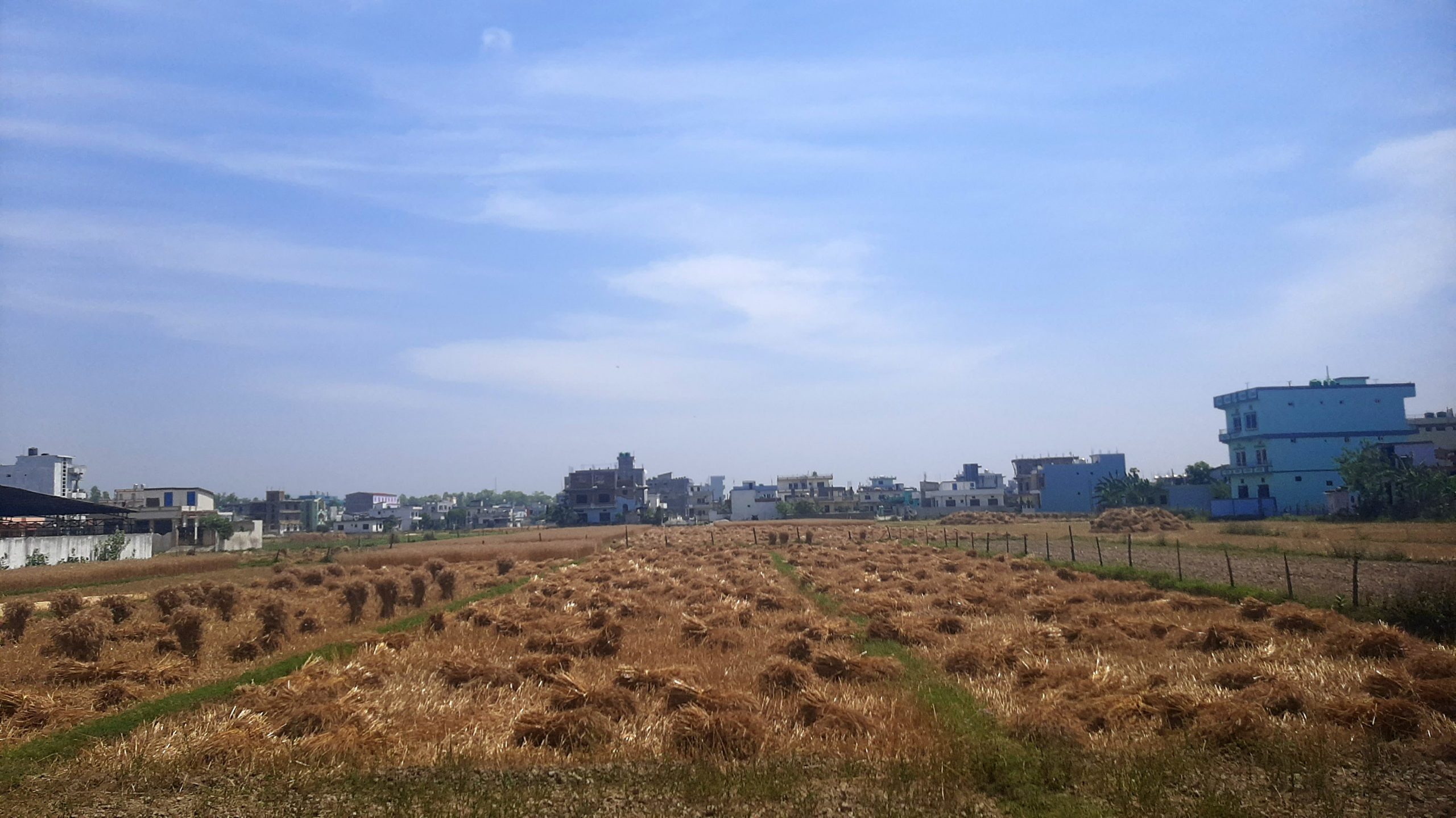 किसानलाई गहुँबाली भित्र्याउने चटारो