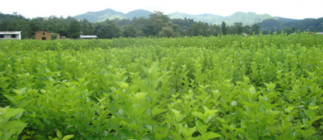 किम्बुका बिरुवाको माग बढ्दो