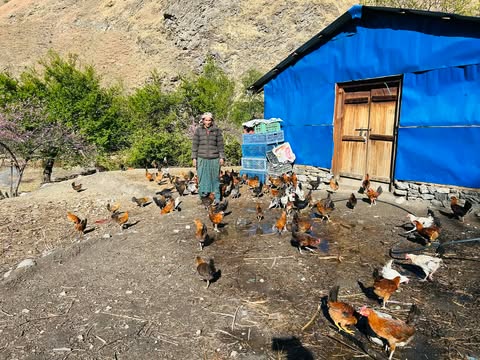 आम्दानीको श्रोत बढाउन एकल महिलाले गरे कुखुरा पालन व्यवसाय