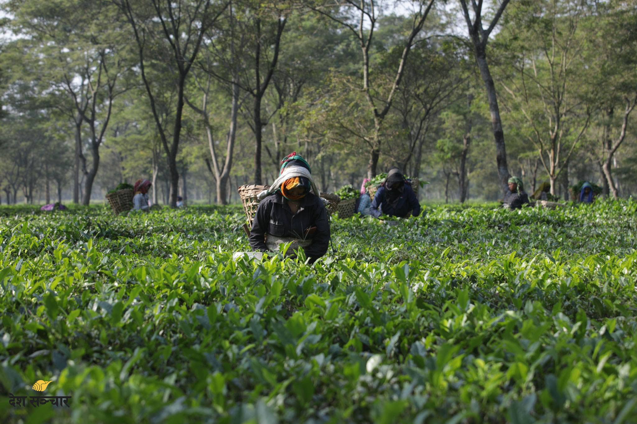 भारतद्वारा चिया आयात खुकुलो बनाउने निर्णय: नीतिमा उत्साह, व्यवहारमा अझै अन्योल