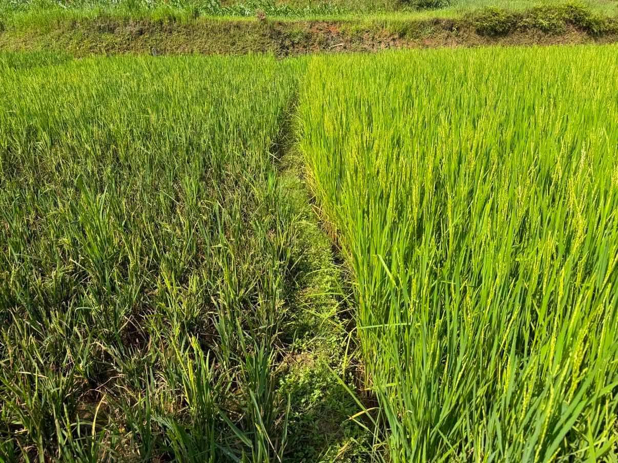 चैते धानमा ‘नेक ब्लास्ट’ रोगको संक्रमण