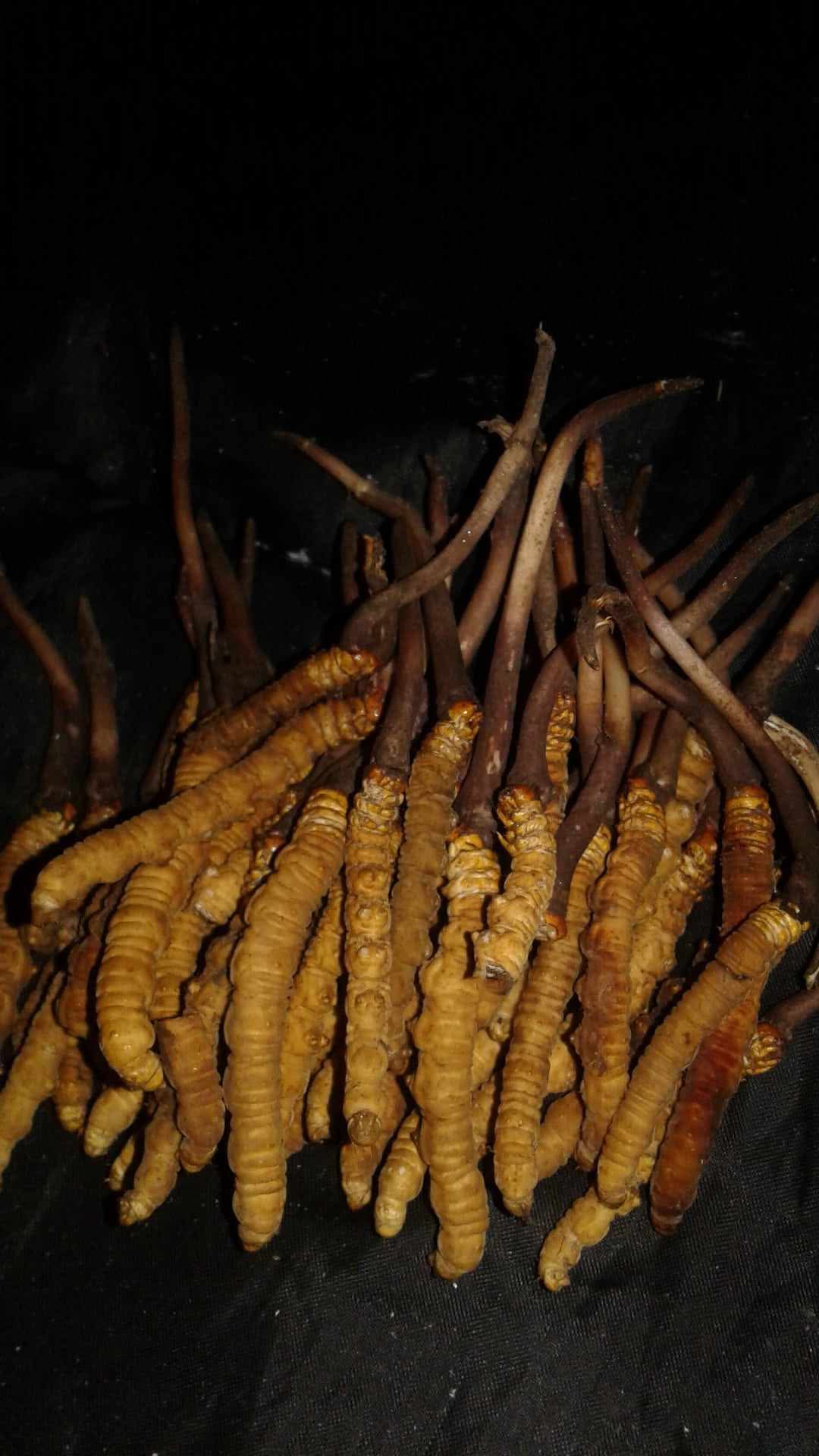 यार्सागुम्बा संकलनका लागि आजदेखि वन खुला