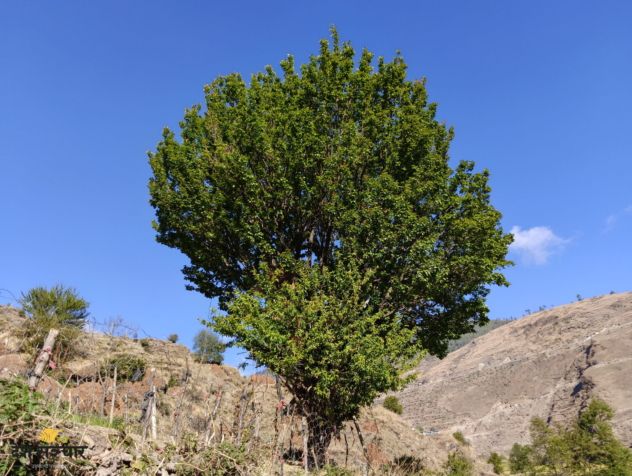 हराउँदै छन् हिमाली भेगका परम्परागत फलफूल, नयाँ बिरुवा रोप्नेतर्फ छैन चासो