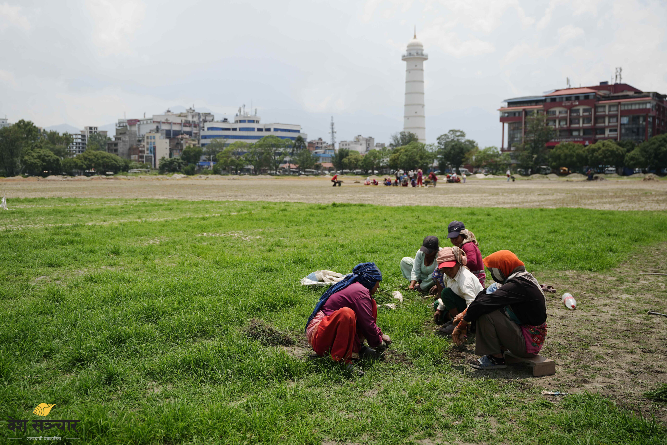 यसरी रोपिँदै छ टुँडिखेलमा दुबो (तस्बिरहरू)