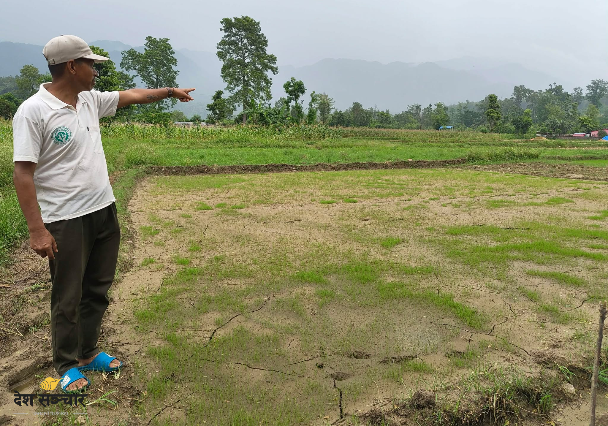 बाढीले बगर बनाएको खेतमा ४० वर्षपछि धान