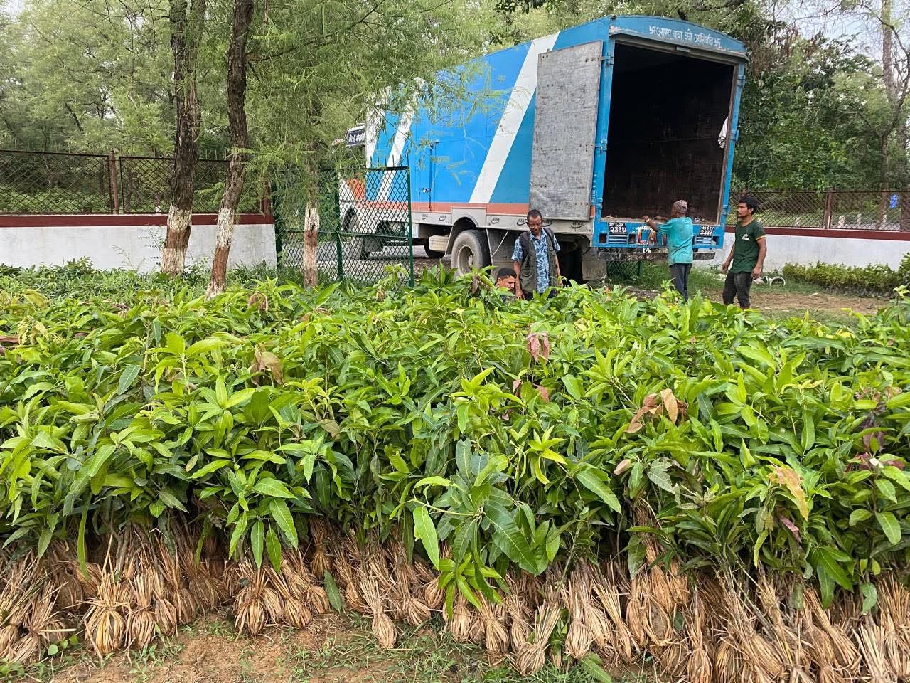 दाङमा फलफूलका बिरुवा निःशुल्क वितरण