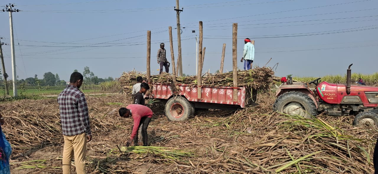 महोत्तरीमा १२ हजार उखु किसानलाई दुई अर्ब भुक्तानी गरिँदै