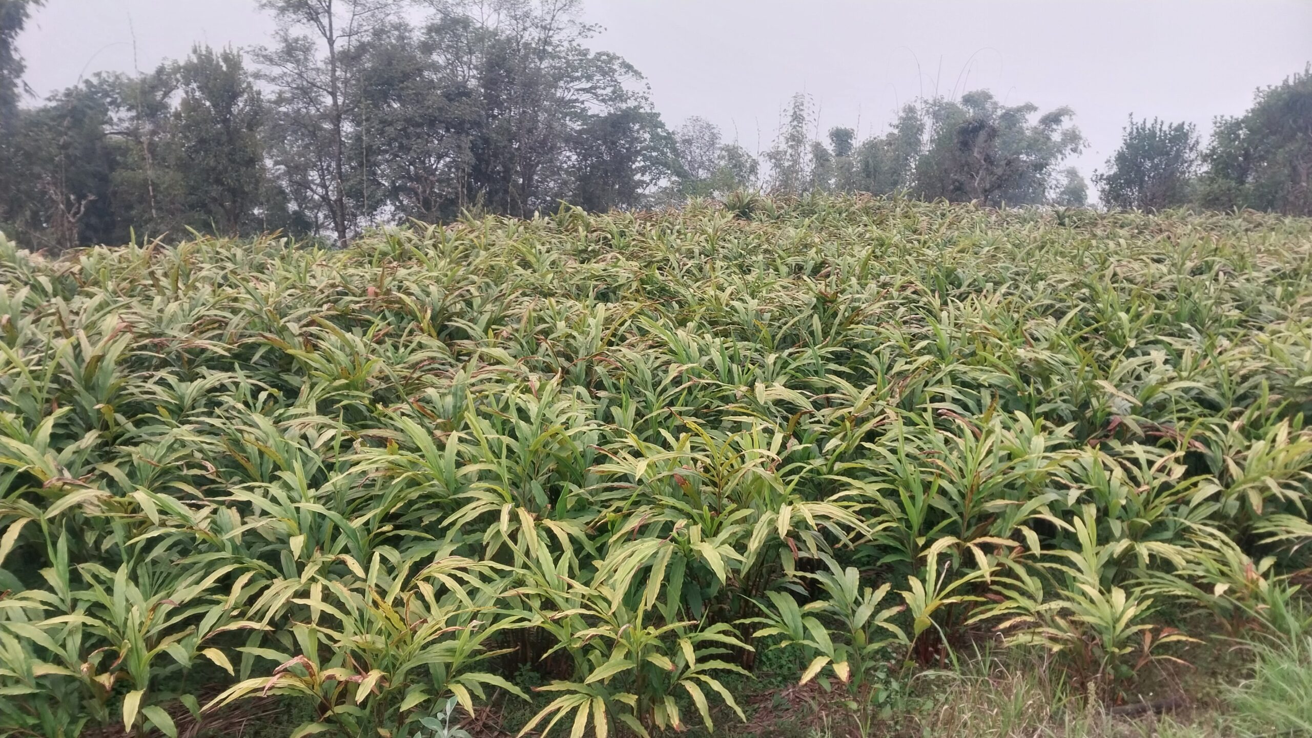 धान खेत मासेर अलैँचीतिर आकर्षित इलाम माङ्सेबुङका किसान, वार्षिक लाखौँ आम्दानी