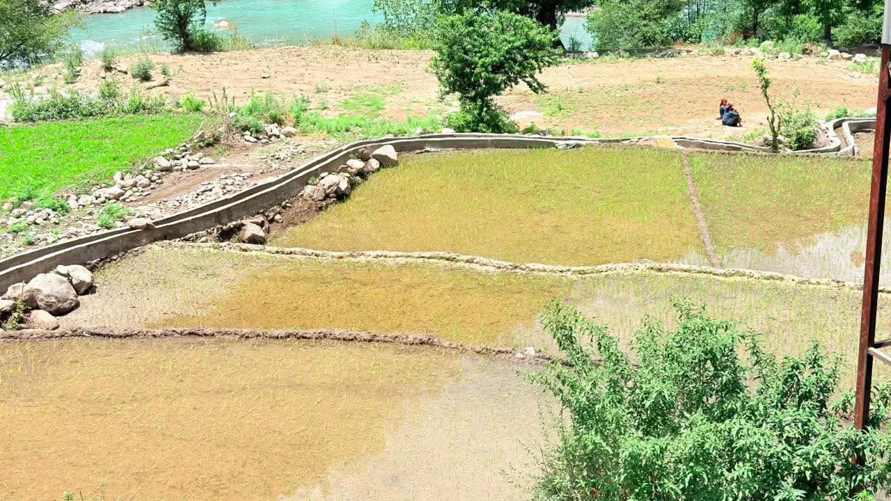 हुम्लाका किसान रैथाने धानखेतीमै मग्न