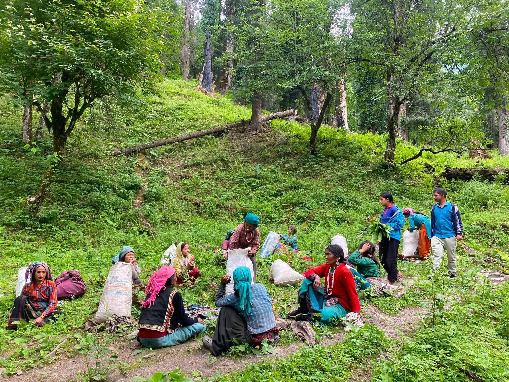 तरकारीका लागि बाँको संकलन गर्न हुम्लाका अधिकांश महिला वनमा